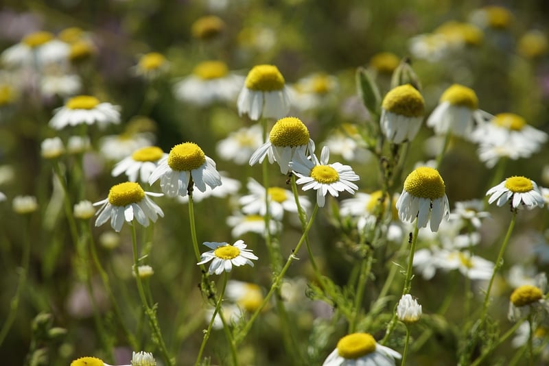 Chamomile Herb