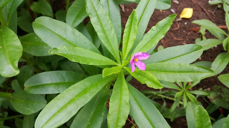 Panax Ginseng