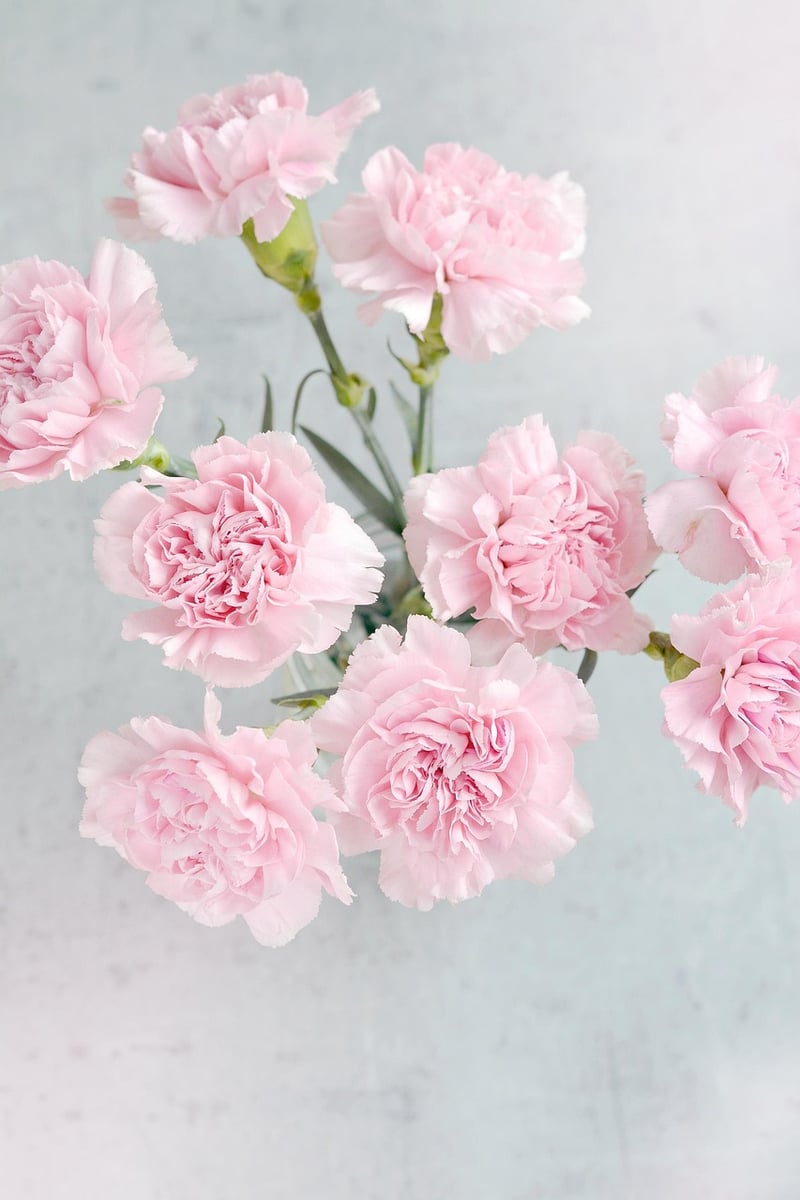 Valerian Flowers